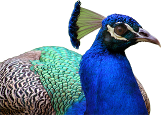 jimmytel-birds-voip-web-phone-leftside-peacock.png